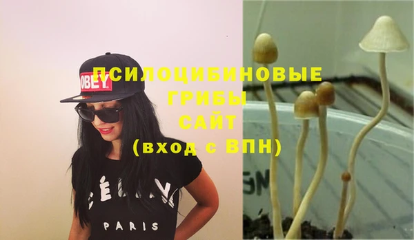 прущие грибы Няндома