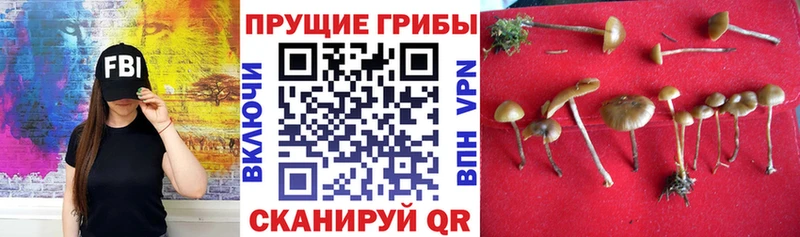 Купить где  Алексеевка  Псилоцибиновые грибы MAGIC MUSHROOMS 